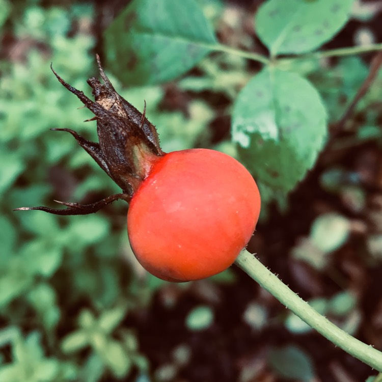 plant image 862451 plant image 862451
