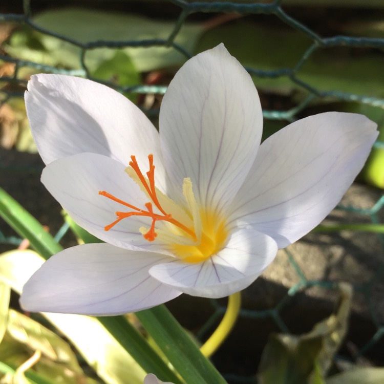 plant image 873996 plant image 873996