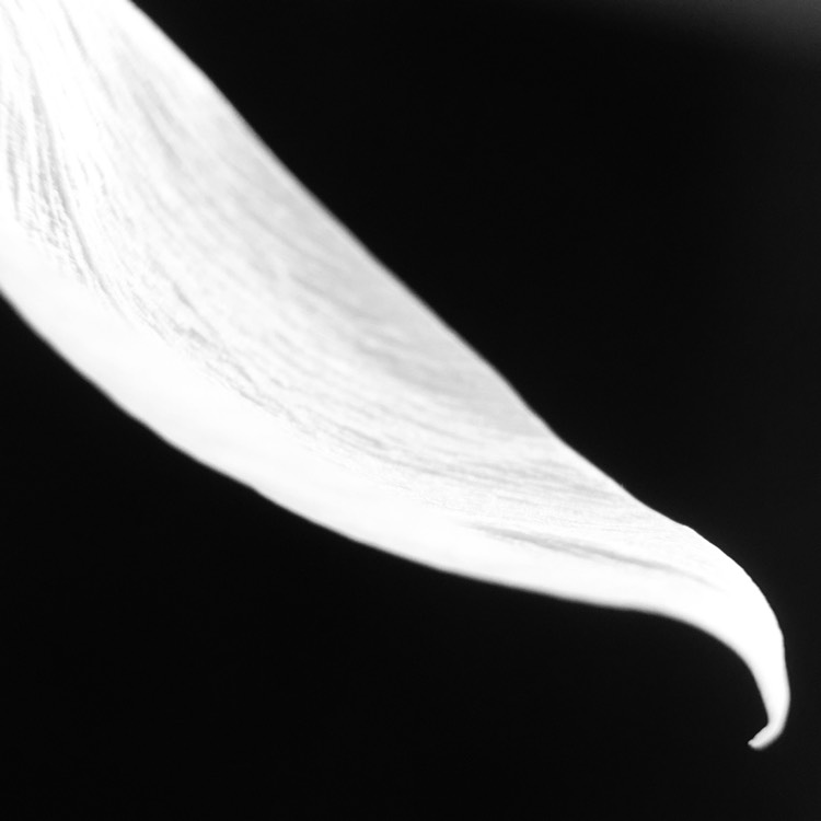 plant image 875481 plant image 875481