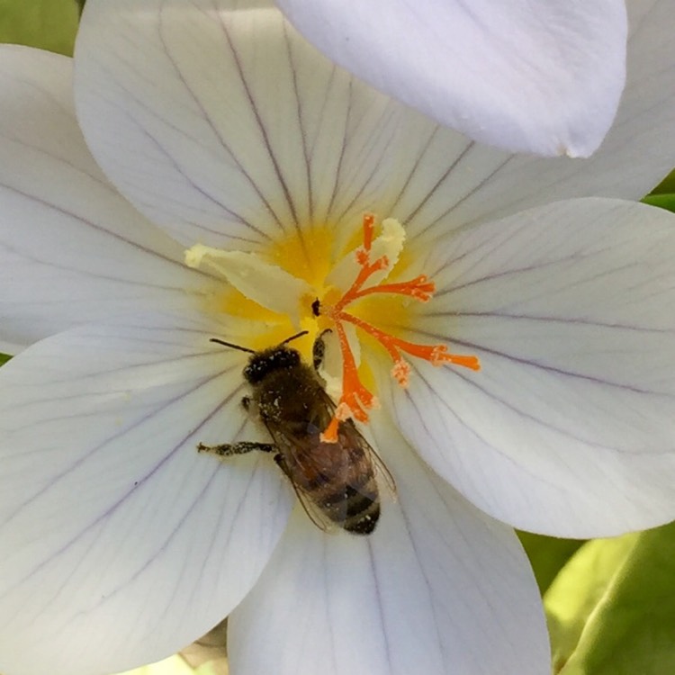 plant image 875522 plant image 875522