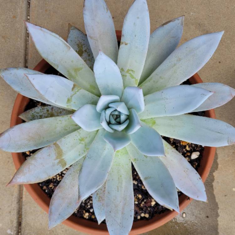 plant image 1441741 plant image 1441741