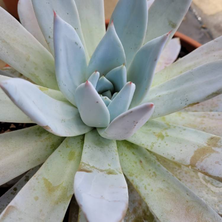 plant image 1441742 plant image 1441742