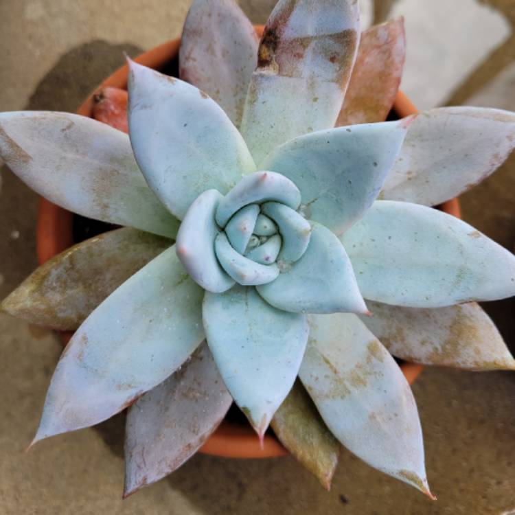 plant image 1441744 plant image 1441744