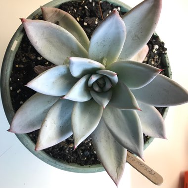 Echeveria Colorata