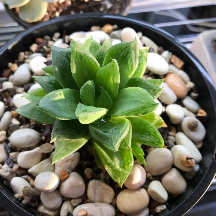 plant image 523106