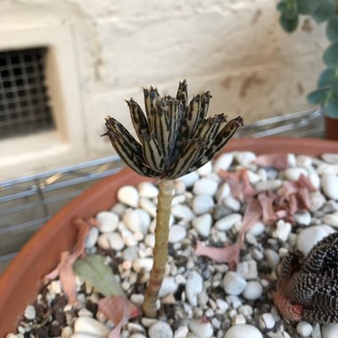 Kalanchoe Tubiflora (Bryophyllum delagoense)