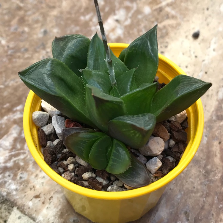 Plant image Haworthia mutica var. 'Otzenii'