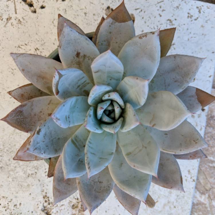 plant image 815030 plant image 815030