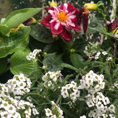 Dahlia 'Starsister Purple Stripes' (Starsister series)