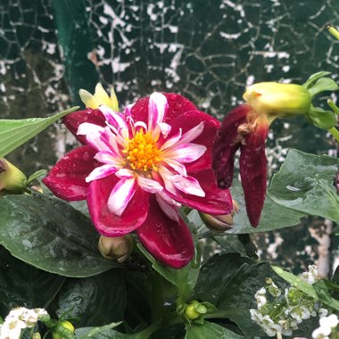 Dahlia 'Starsister Purple Stripes' (Starsister series)
