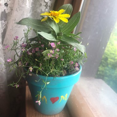 MaKenzie's garden