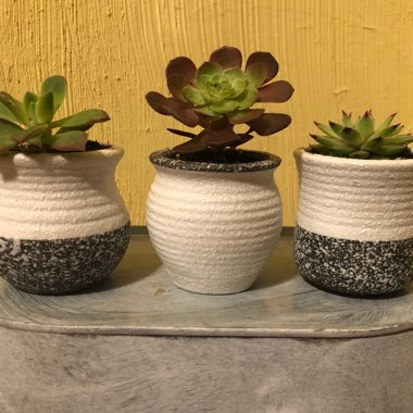 MaKenzie's garden