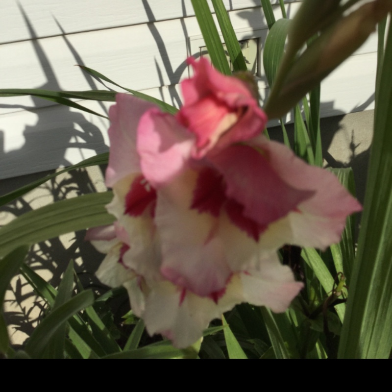 plant image 181796