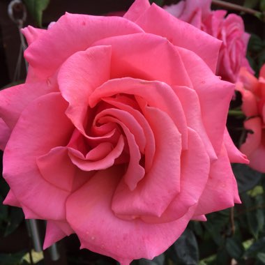 Molly's garden