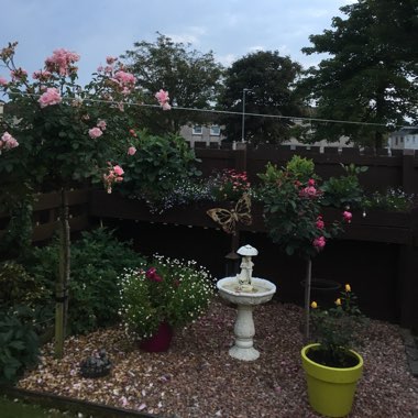 Molly's garden