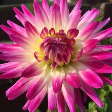 Molly's garden