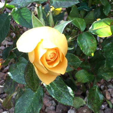 Molly's garden