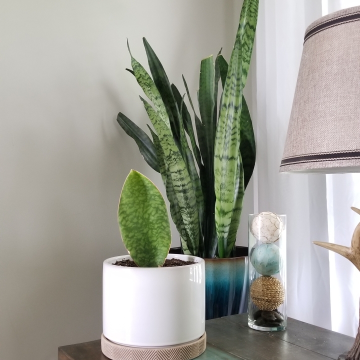 plant image 1047049
