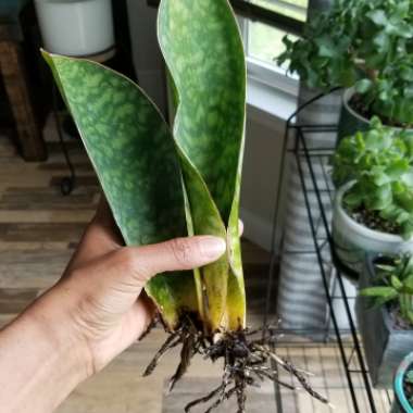 Sansevieria masoniana