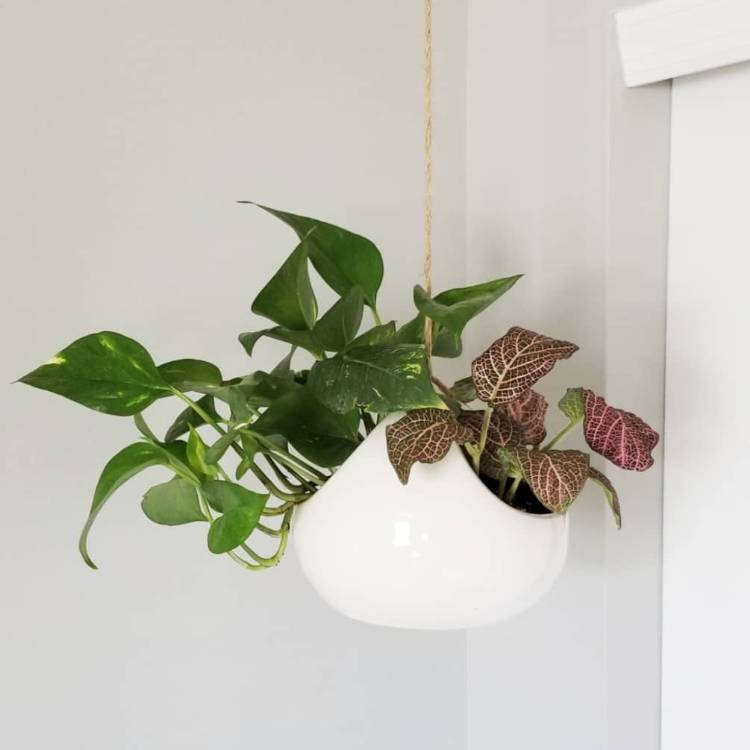 Plant image Fittonia Verschaffeltii 'Pink Angel'