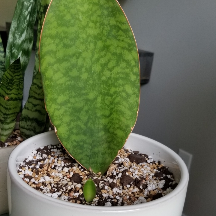 plant image 1100345