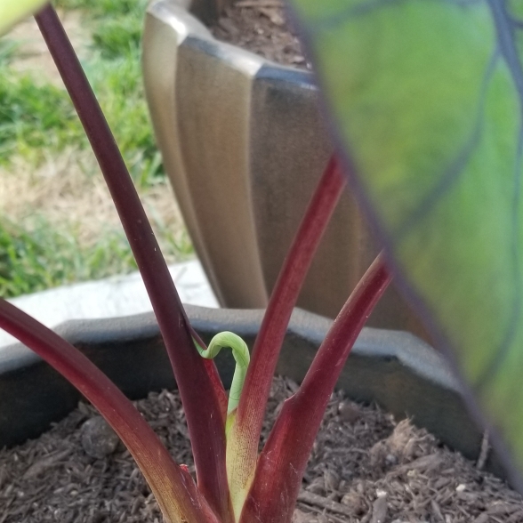 Plant image Colocasia esculenta 'Blue Hawaii' (Royal Hawaiian Series)