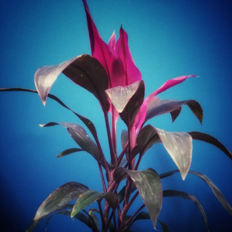 Plant image Cordyline Fruticosa 'Red Sister'