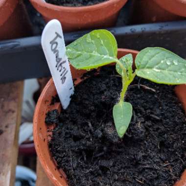 Physalis ixocarpa syn. P. philadelphica