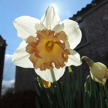 Plant image Narcissus 'Pink Smiles'