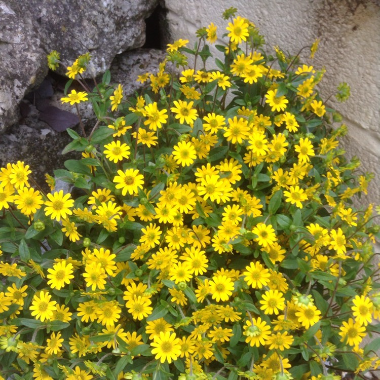 plant image 192494