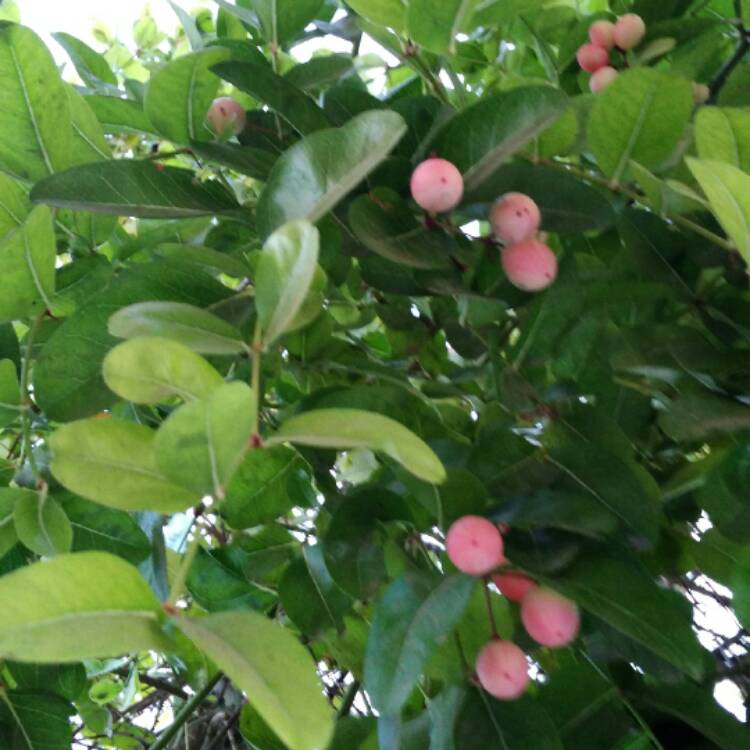 plant image 588462