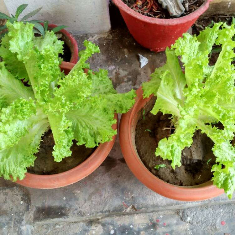 Plant image Lactuca Sativa 'Mottistone'
