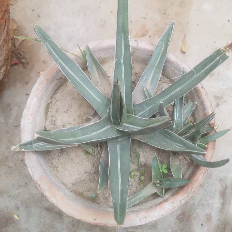 plant image 883544