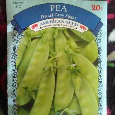 Dwarf Pea