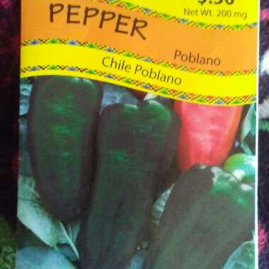 Chilli Pepper 'Poblano'