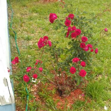 Rose (Floribunda)