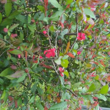 Moiey's garden