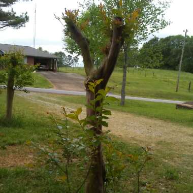 Crepe Myrtle