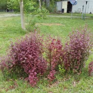 Purple leaf sandcherry