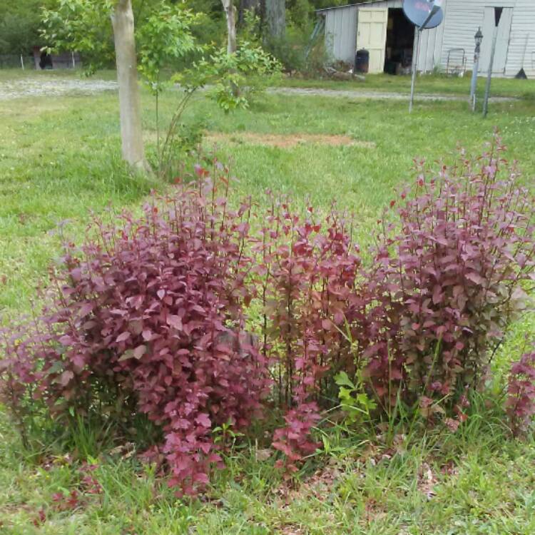 Plant image Prunus x cistena