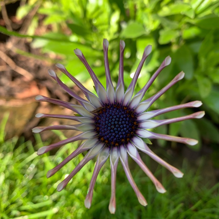 plant image 1181320