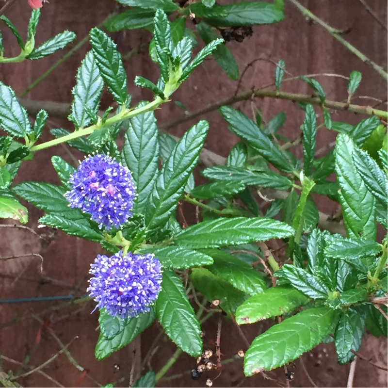 Ceanothus 'Concha'