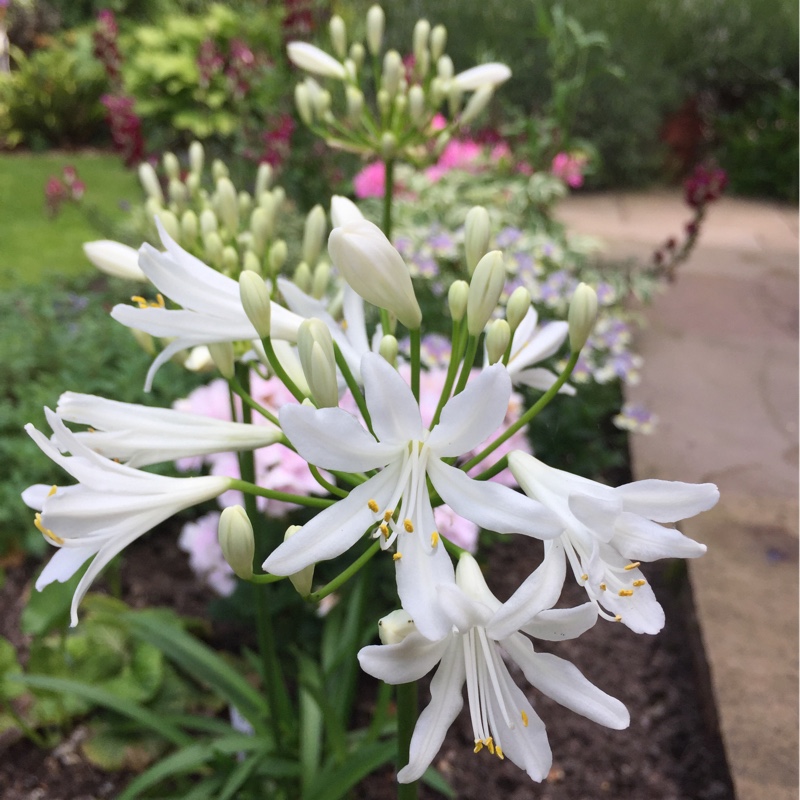 Plant image Agapanthus 'Snow Pixie'