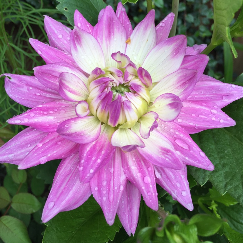 Dahlia 'Karma Amanda'