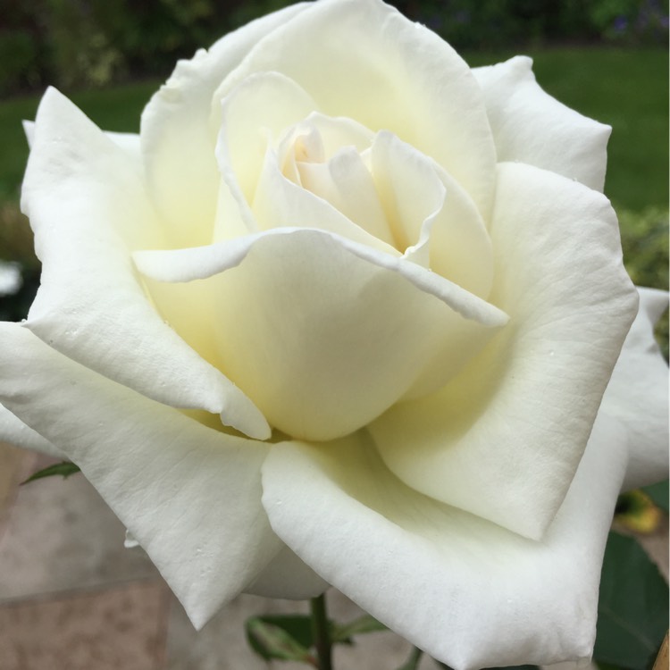 Plant image Rosa 'Poulari' syn. Rosa 'Silver Anniversary', Rosa 'Roy Black', Rosa 'Isis', Rosa 'Karen Blixen'