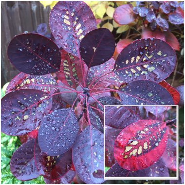 Cotinus coggygria 'Royal Purple'