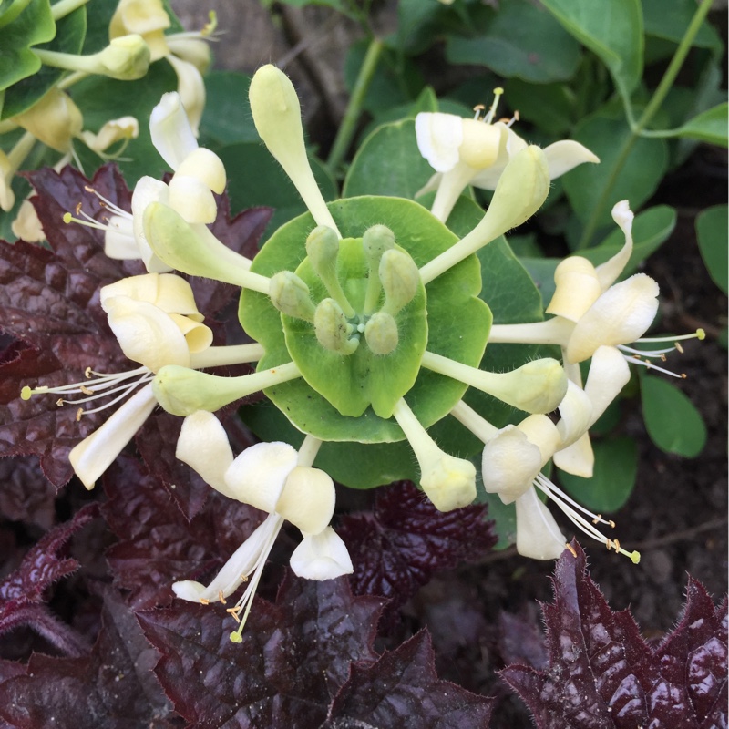 Plant image Lonicera caprifolium 'Anna Fletcher'