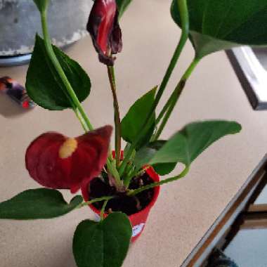 Anthurium (Andraeanum Group)  syn. Anthurium andraeanum