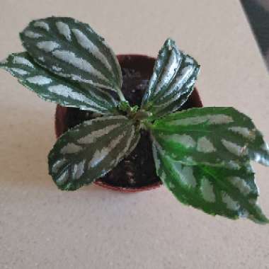 Pilea cadierei 'Minima'