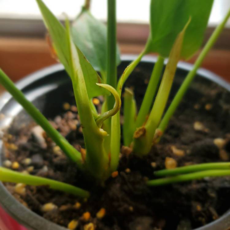plant image 1296274 plant image 1296274